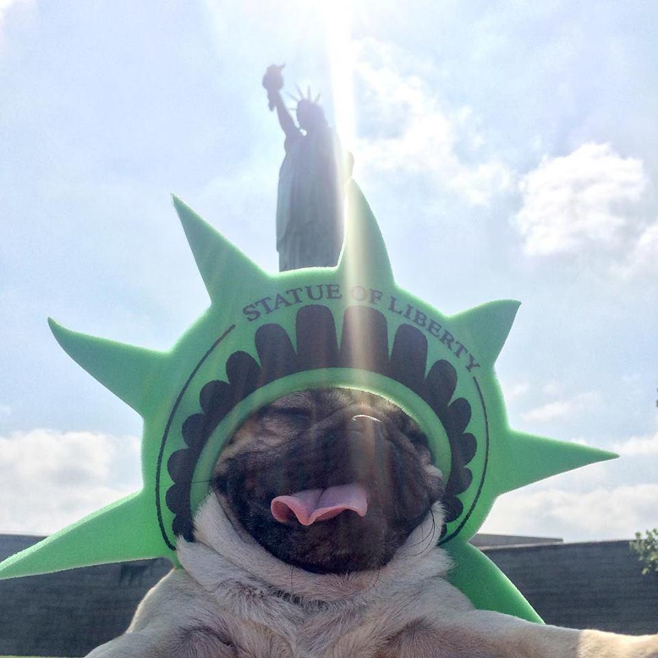 Il cane che vive la vita da essere umano: 11 FOTO articolo