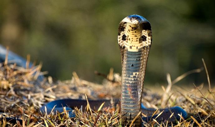 I 10 animali più velenosi al mondo articolo