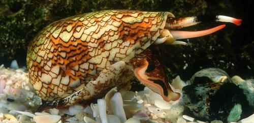 I 10 animali più velenosi al mondo articolo