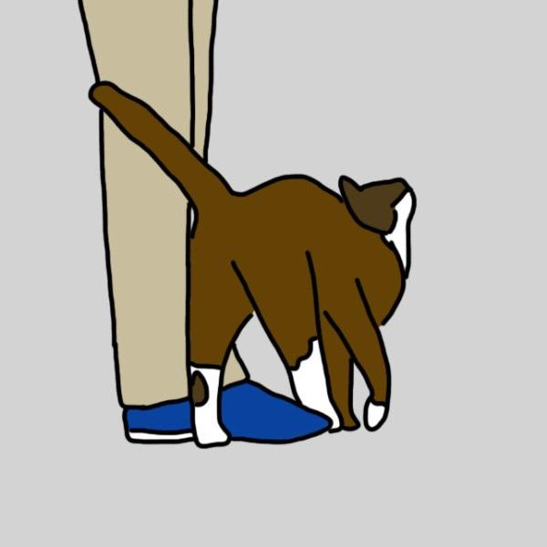 10 modi segreti con cui il vostro gatto vorrebbe dirti "Ti Amo" e voi non capite articolo