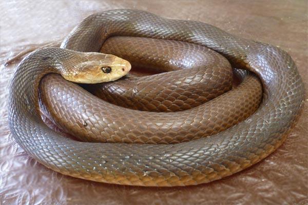I 10 animali più velenosi al mondo articolo