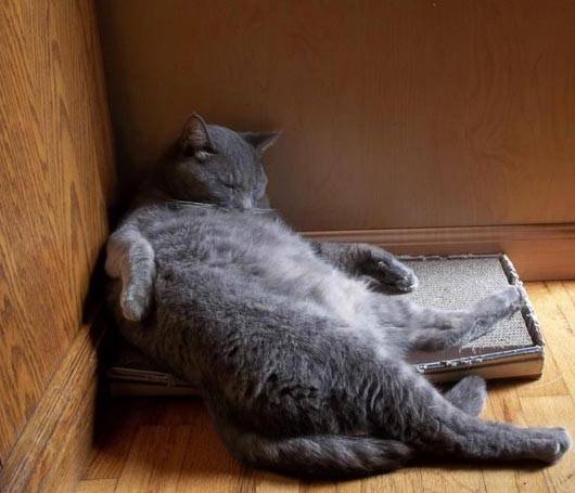 28 foto che provano come i gatti possano dormire dappertutto articolo