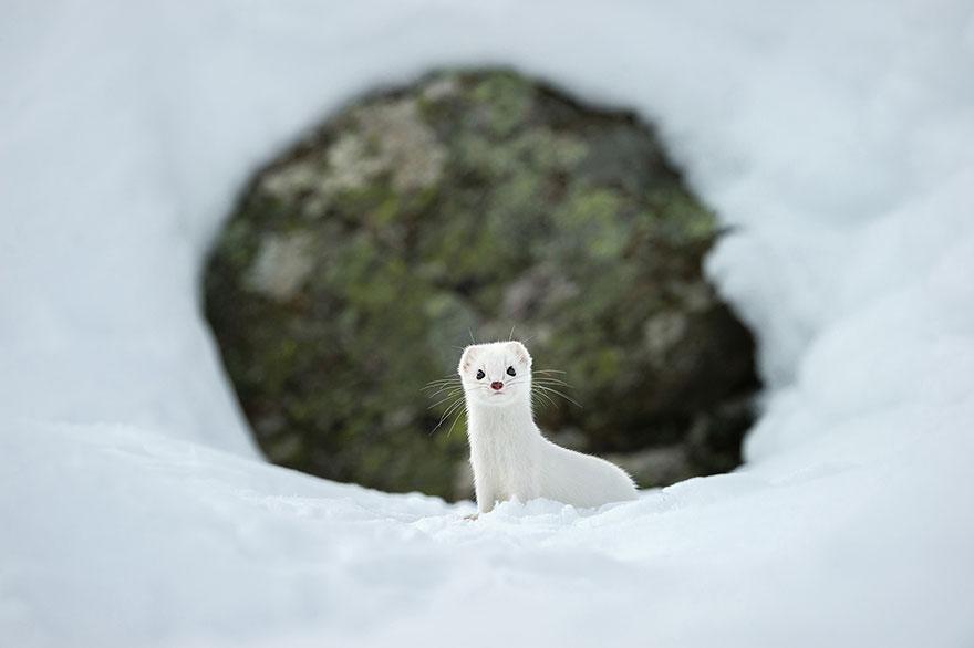 Foto Natura: i 20 scatti più belli del 2015 articolo