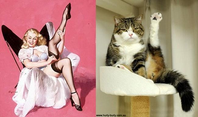 16 gatti che vogliono somigliare clamorosamente a delle Star! articolo
