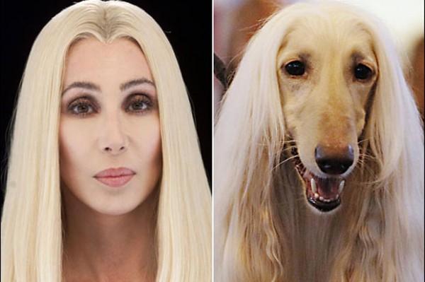 20 animali che somigliano CLAMOROSAMENTE ai personaggi famosi! articolo