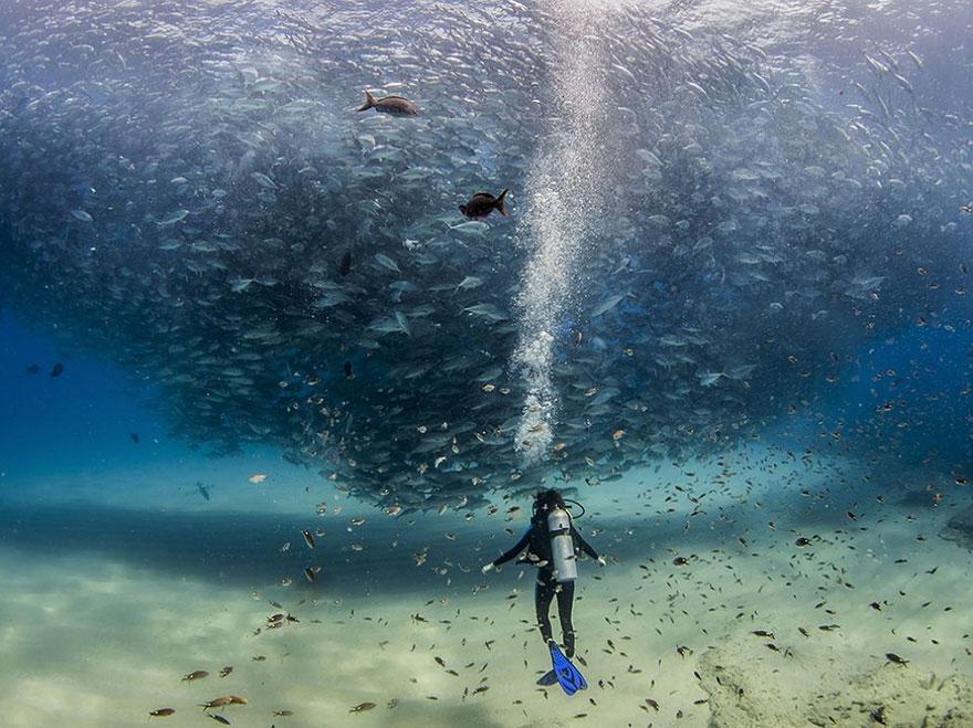 Foto Natura: i 20 scatti più belli del 2015 articolo