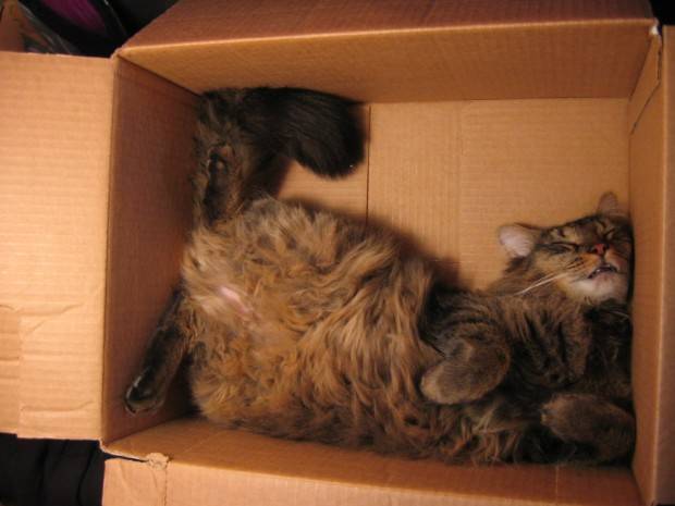 28 foto che provano come i gatti possano dormire dappertutto articolo