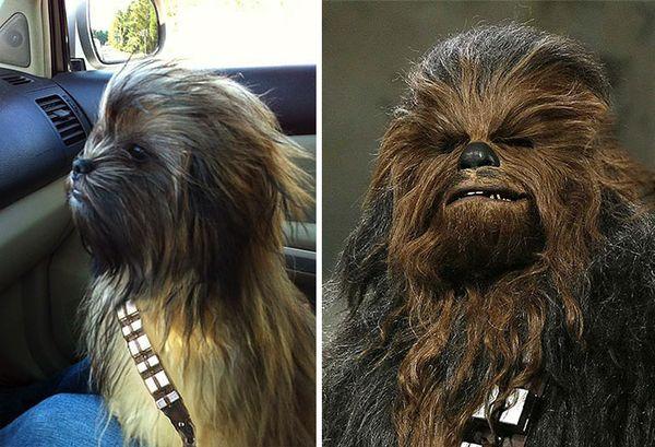 20 animali che somigliano CLAMOROSAMENTE ai personaggi famosi! articolo