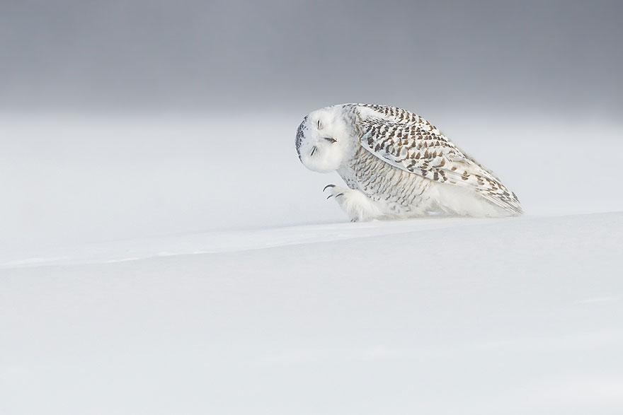 Foto Natura: i 20 scatti più belli del 2015 articolo