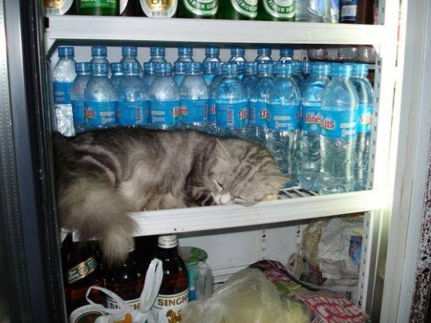 28 foto che provano come i gatti possano dormire dappertutto articolo
