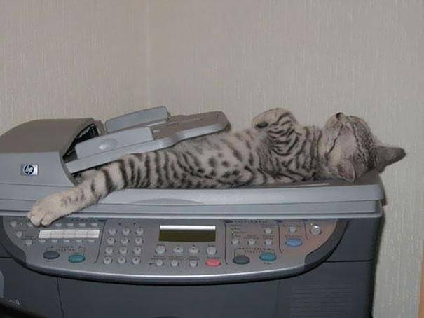 28 foto che provano come i gatti possano dormire dappertutto articolo