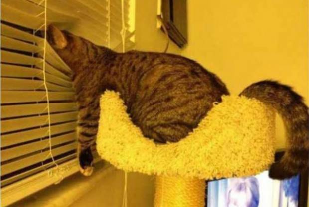 28 foto che provano come i gatti possano dormire dappertutto articolo