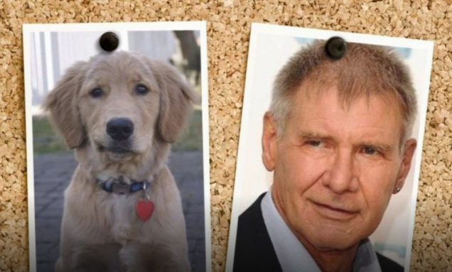 20 animali che somigliano CLAMOROSAMENTE ai personaggi famosi! articolo