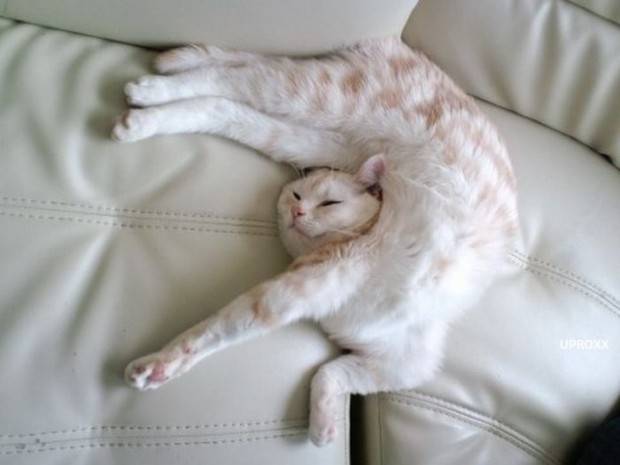 28 foto che provano come i gatti possano dormire dappertutto articolo