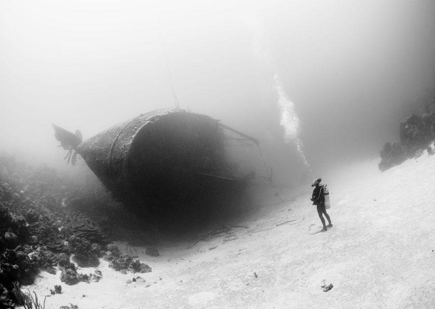 Foto Natura: i 20 scatti più belli del 2015 articolo