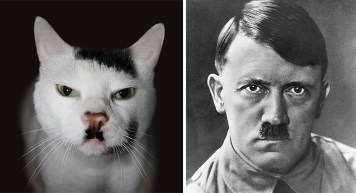 20 animali che somigliano CLAMOROSAMENTE ai personaggi famosi! articolo