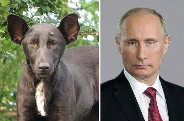 20 animali che somigliano CLAMOROSAMENTE ai personaggi famosi! articolo