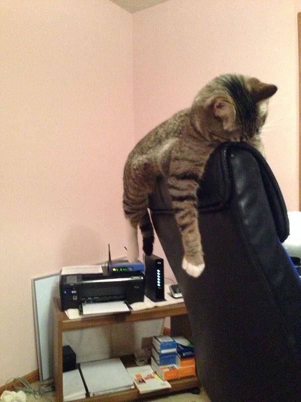 28 foto che provano come i gatti possano dormire dappertutto articolo