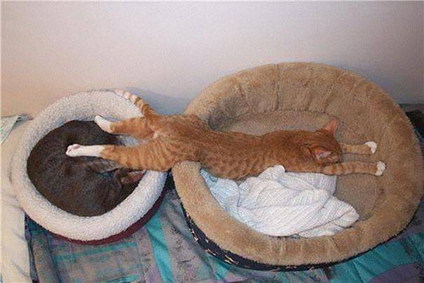 28 foto che provano come i gatti possano dormire dappertutto articolo