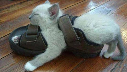 28 foto che provano come i gatti possano dormire dappertutto articolo