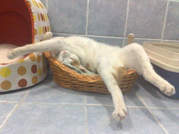 28 foto che provano come i gatti possano dormire dappertutto articolo