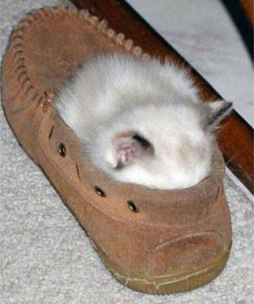 28 foto che provano come i gatti possano dormire dappertutto articolo