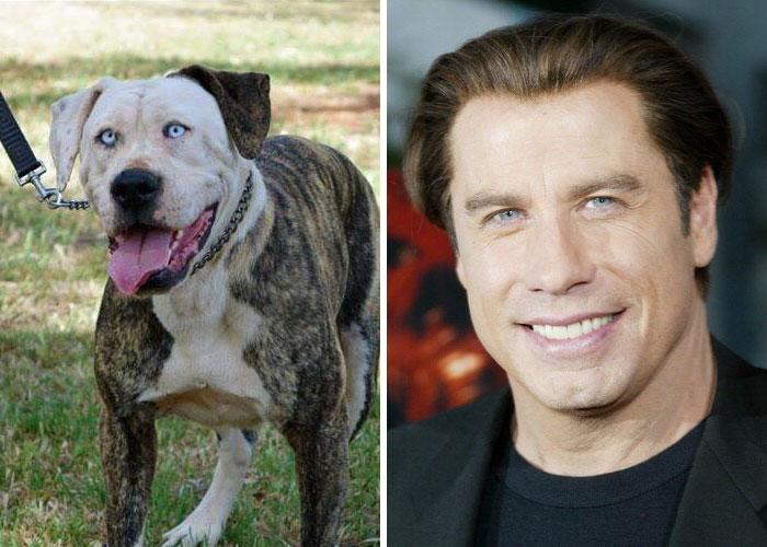 20 animali che somigliano CLAMOROSAMENTE ai personaggi famosi! articolo