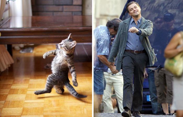 20 animali che somigliano CLAMOROSAMENTE ai personaggi famosi! articolo