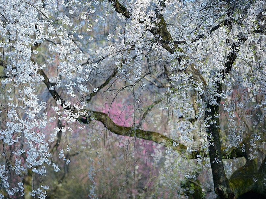 Foto Natura: i 20 scatti più belli del 2015 articolo