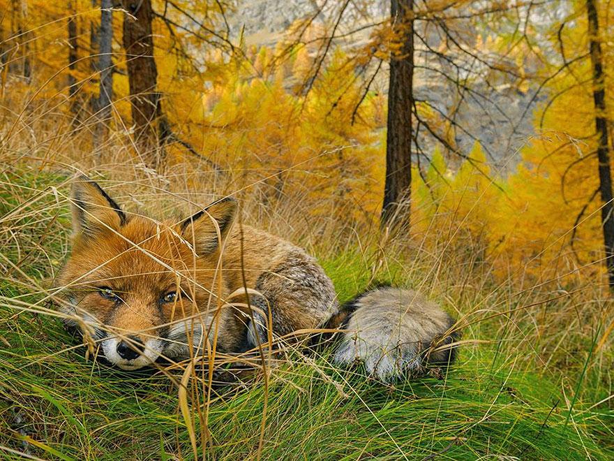 Foto Natura: i 20 scatti più belli del 2015 articolo
