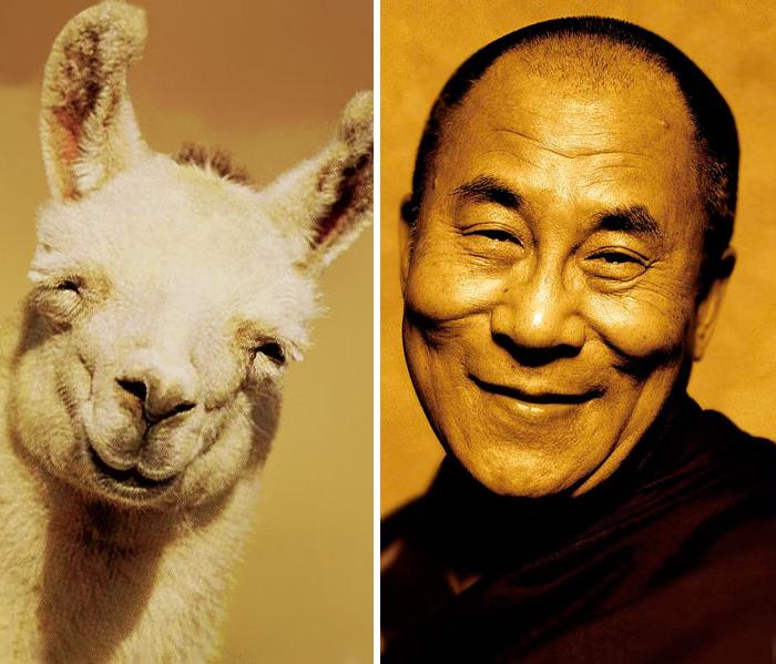 20 animali che somigliano CLAMOROSAMENTE ai personaggi famosi! articolo