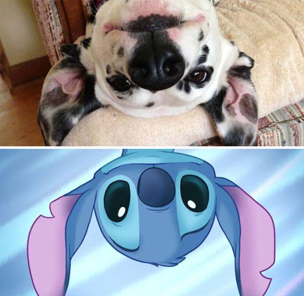20 animali che somigliano CLAMOROSAMENTE ai personaggi famosi! articolo
