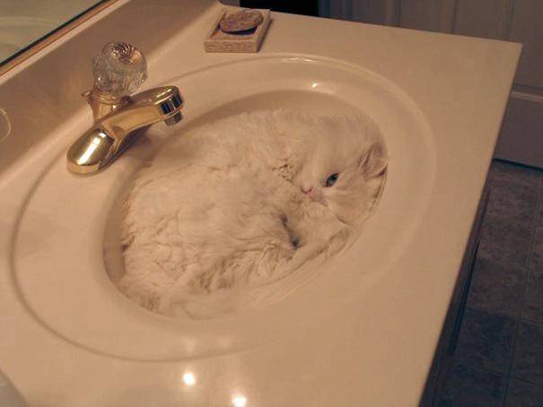 28 foto che provano come i gatti possano dormire dappertutto articolo