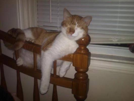 28 foto che provano come i gatti possano dormire dappertutto articolo