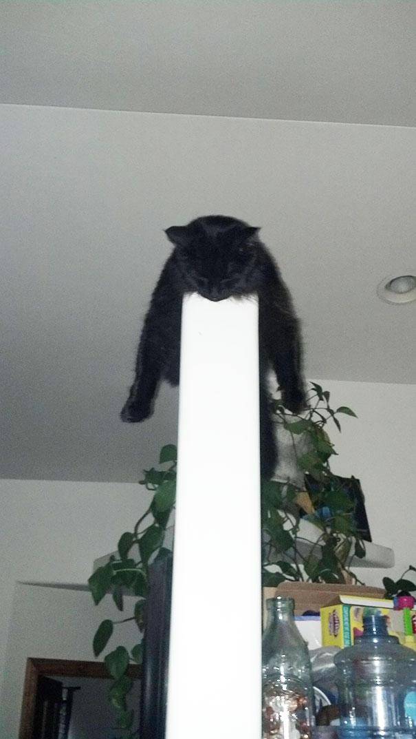 28 foto che provano come i gatti possano dormire dappertutto articolo