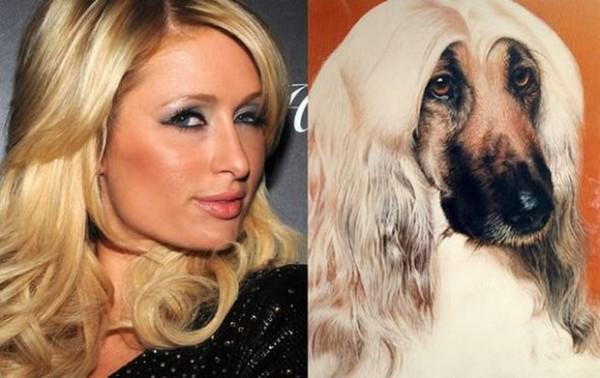 20 animali che somigliano CLAMOROSAMENTE ai personaggi famosi! articolo