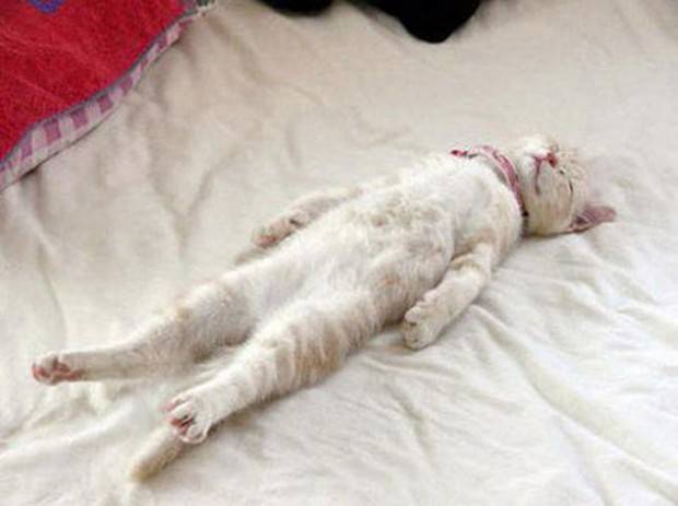 28 foto che provano come i gatti possano dormire dappertutto articolo