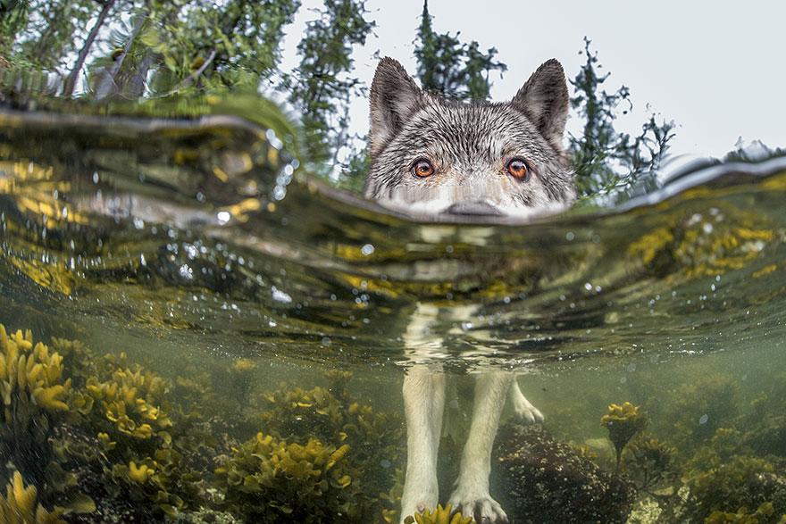 Foto Natura: i 20 scatti più belli del 2015 articolo