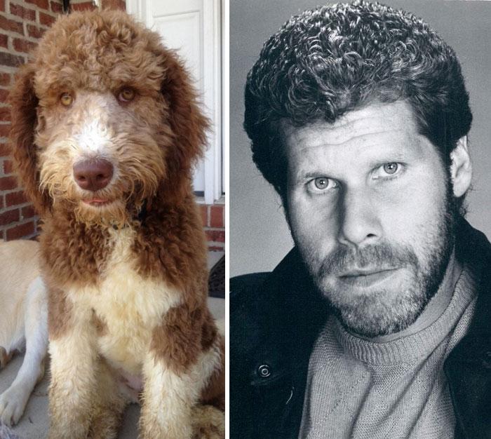 20 animali che somigliano CLAMOROSAMENTE ai personaggi famosi! articolo