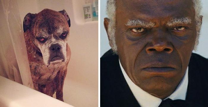 20 animali che somigliano CLAMOROSAMENTE ai personaggi famosi! articolo