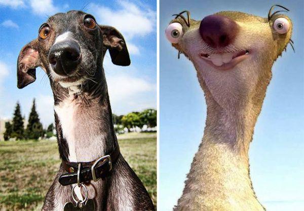 20 animali che somigliano CLAMOROSAMENTE ai personaggi famosi! articolo