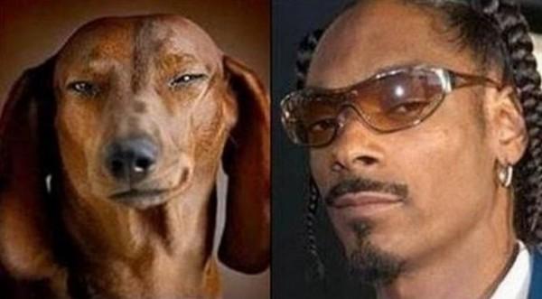 20 animali che somigliano CLAMOROSAMENTE ai personaggi famosi! articolo