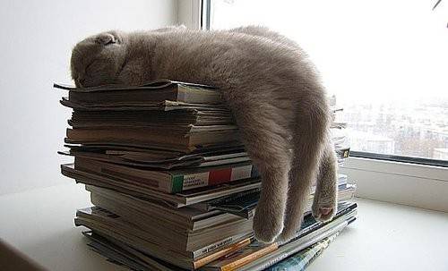 28 foto che provano come i gatti possano dormire dappertutto articolo