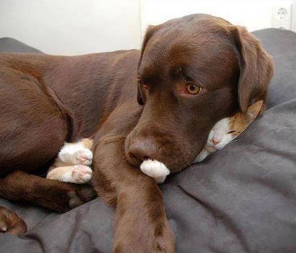 28 foto che provano come i gatti possano dormire dappertutto articolo