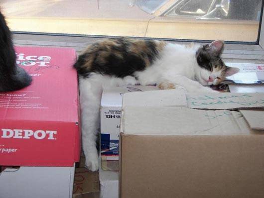 28 foto che provano come i gatti possano dormire dappertutto articolo