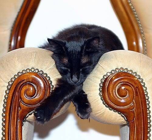 28 foto che provano come i gatti possano dormire dappertutto articolo