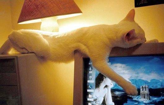 28 foto che provano come i gatti possano dormire dappertutto articolo