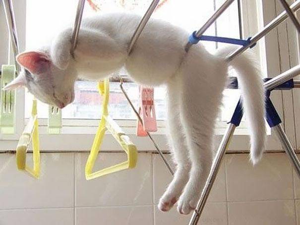 28 foto che provano come i gatti possano dormire dappertutto articolo