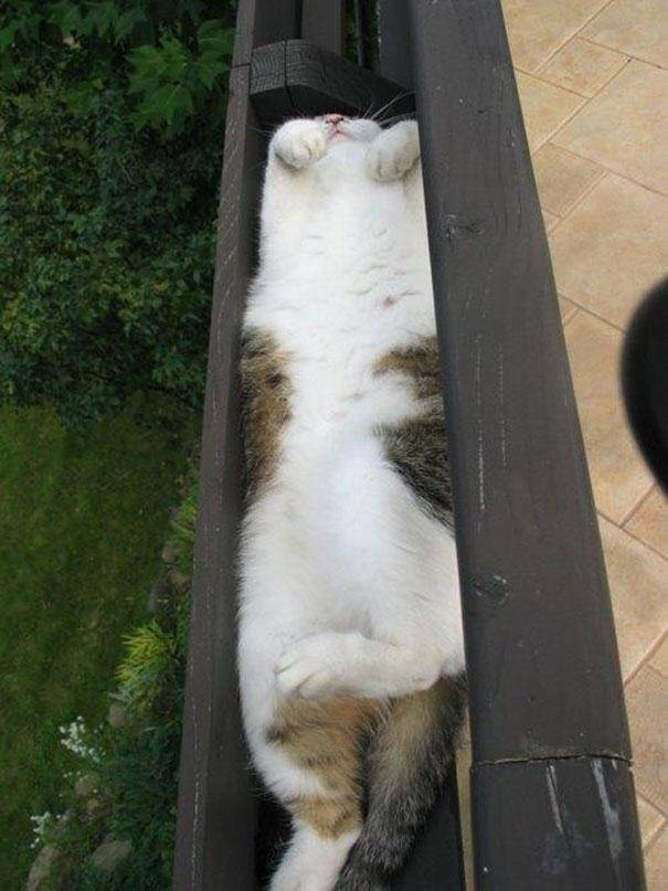 28 foto che provano come i gatti possano dormire dappertutto articolo