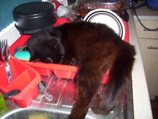 28 foto che provano come i gatti possano dormire dappertutto articolo